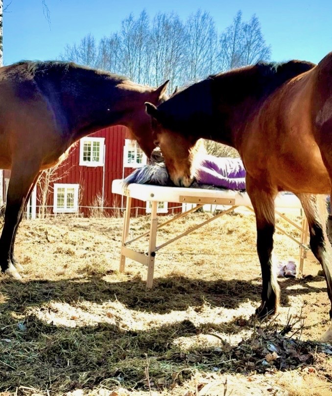 Biofeedback med hest